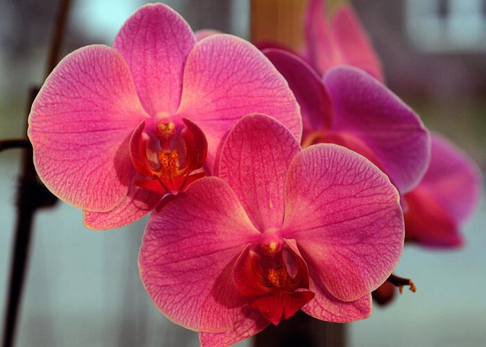 Orchids Greeting Card featuring the photograph The Twins by Wanda Brandon