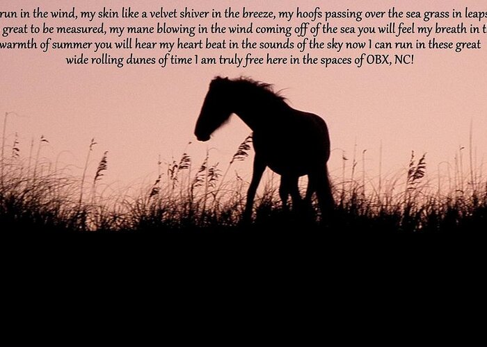Wild Greeting Card featuring the photograph The words of a Wild Filly by Kim Galluzzo