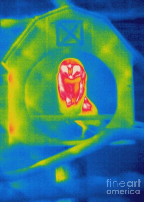 Thermogram Greeting Card featuring the photograph Thermogram Of An Owl by Ted Kinsman