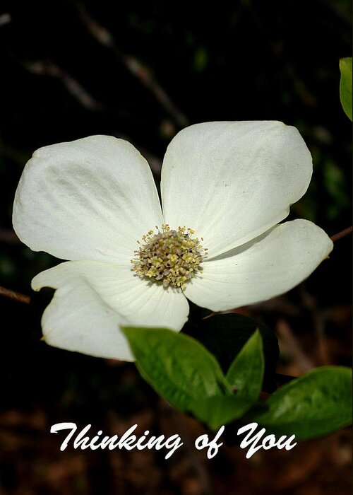 Thinking Of You Greeting Card featuring the photograph Thinking of You Dogwood by Betty Depee