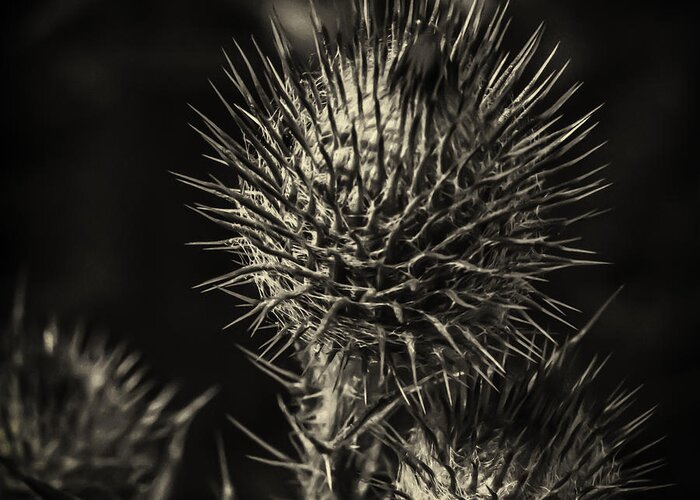 Thistle Greeting Card featuring the photograph Thistle by Kate Hannon