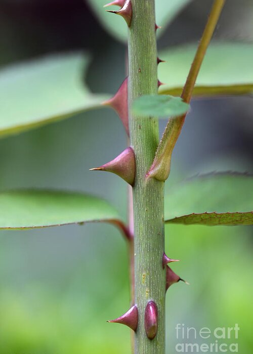 Stem Greeting Card featuring the photograph Thorny Stem by Todd Blanchard
