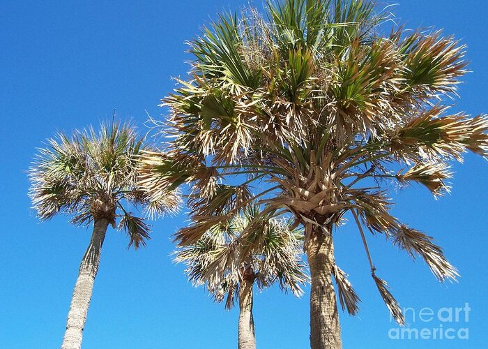 Three Palms Greeting Card featuring the photograph Three Palms by Jeanne Forsythe