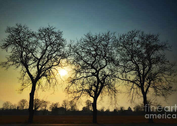 Sun Greeting Card featuring the photograph Three trees by Mats Silvan
