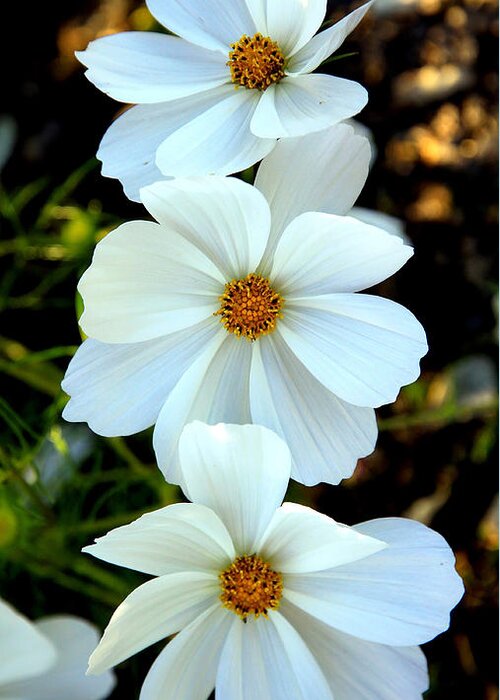 Flowers Greeting Card featuring the photograph Three White Flowers by Steve McKinzie
