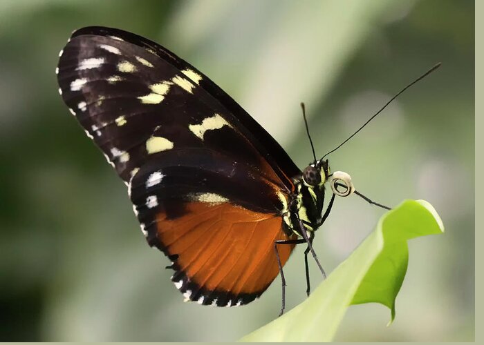 Butterfly Greeting Card featuring the photograph Tiger Longwing Up Close by Bill and Linda Tiepelman