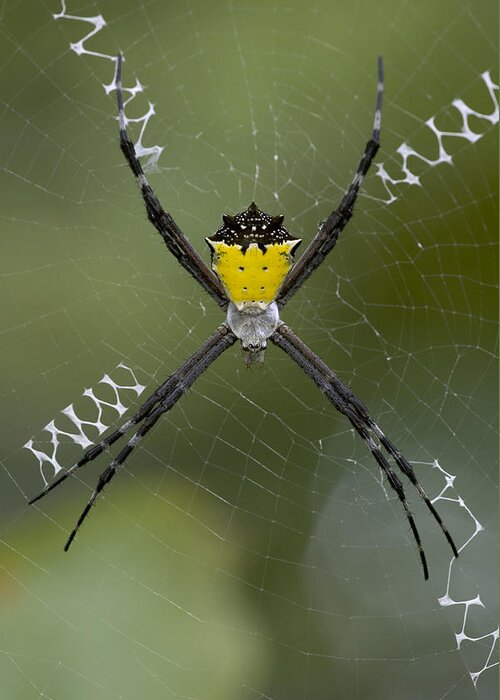 00298202 Greeting Card featuring the photograph Tiger Spider Female On A Web Costa Rica by Piotr Naskrecki