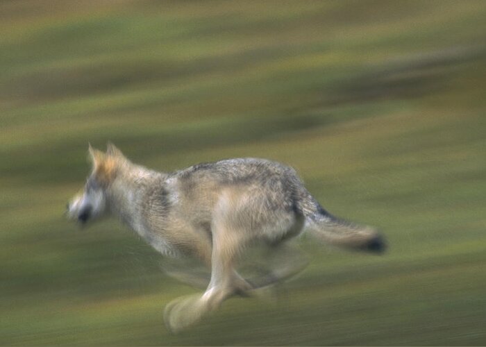 Mp Greeting Card featuring the photograph Timber Wolf Canis Lupus Running by Michael Quinton