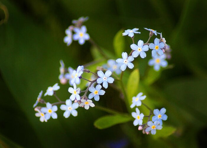 Forget-me-nots Greeting Card featuring the photograph Tiny Dancers by Bill Pevlor