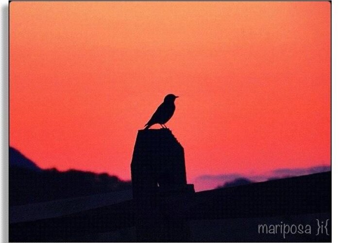 Nature Greeting Card featuring the photograph Tiny Silhouette at Dusk by Mari Posa