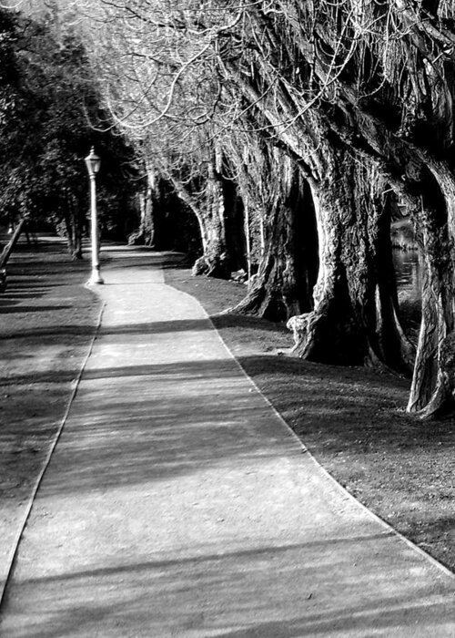 Pathway Greeting Card featuring the photograph Tree and Pathway 2 of 6 by Roseanne Jones