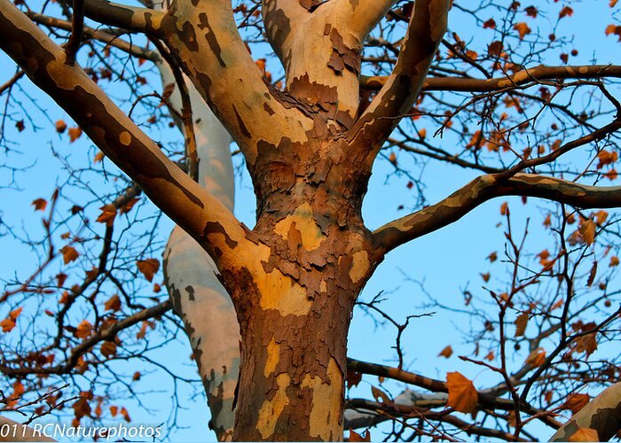 Tree In Late Autumn Greeting Card featuring the photograph Tree in Camo by Rachel Cohen