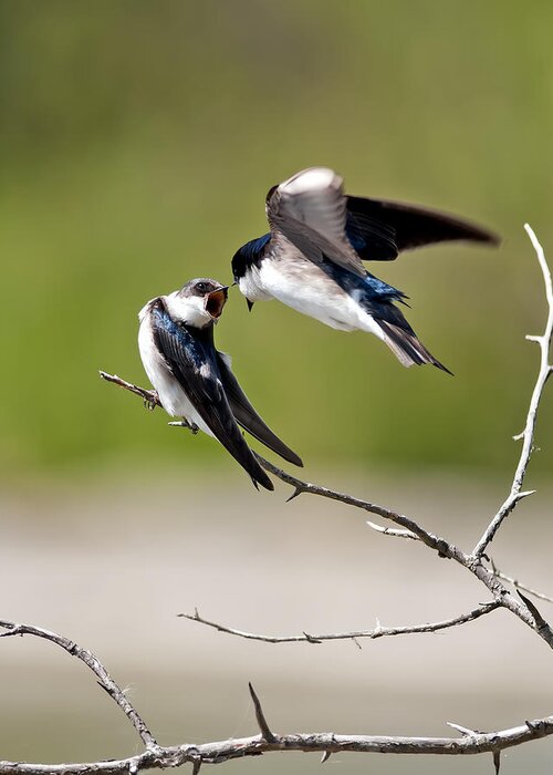 Tree Swallows Greeting Card featuring the photograph Tree Swallows kissing by Terry Dadswell