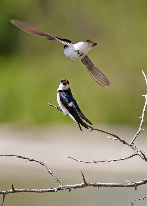 Tree Swallows Greeting Card featuring the photograph Tree Swallows by Terry Dadswell