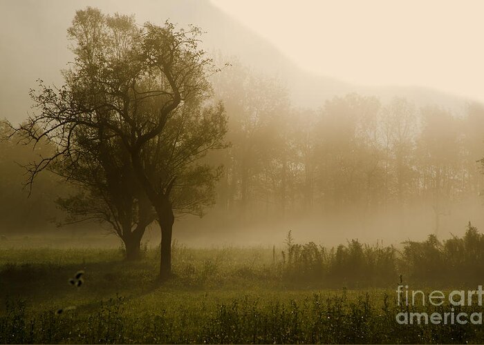 Trees Greeting Card featuring the photograph Trees and fog by Mats Silvan