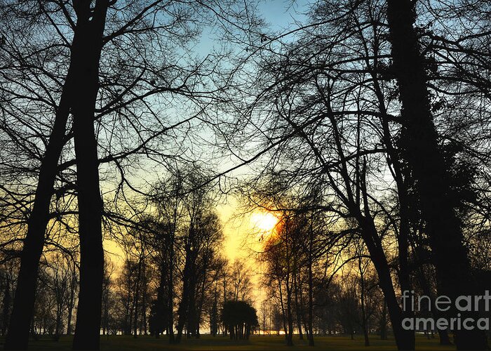 Tree Greeting Card featuring the photograph Trees and sun in a foggy day by Mats Silvan