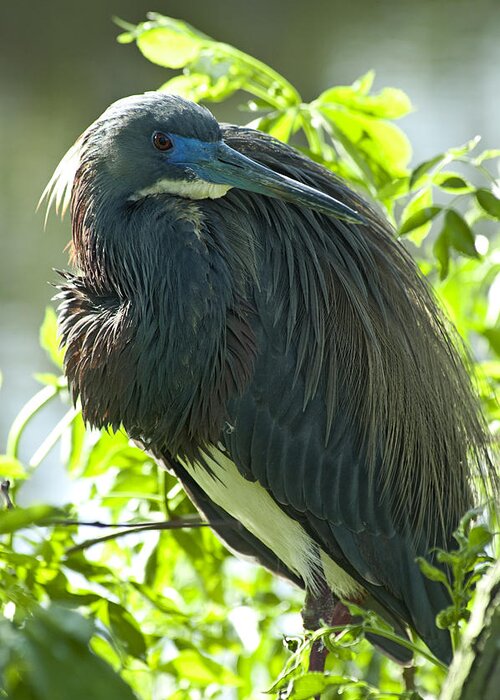 Egretta Tricolor Greeting Card featuring the photograph Tricolor Heron by Carolyn Marshall