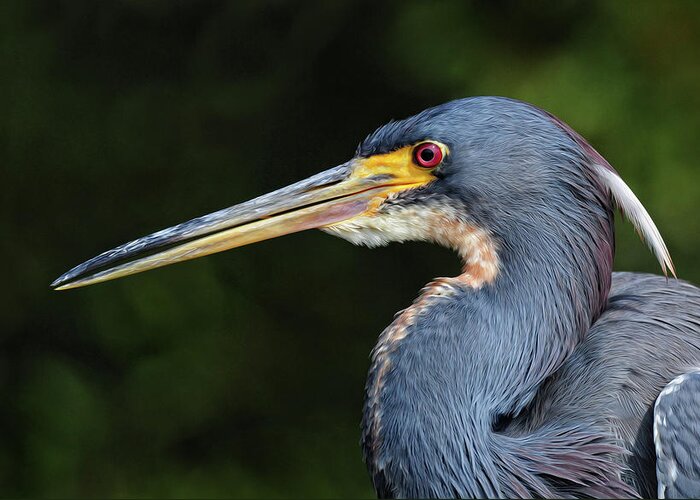 Tricolor Heron Greeting Card featuring the photograph Tricolor Heron Portrait by Dave Mills
