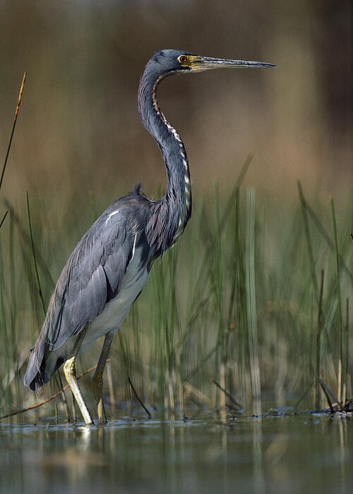 00176589 Greeting Card featuring the photograph Tricolored Heron Wading North America by Tim Fitzharris
