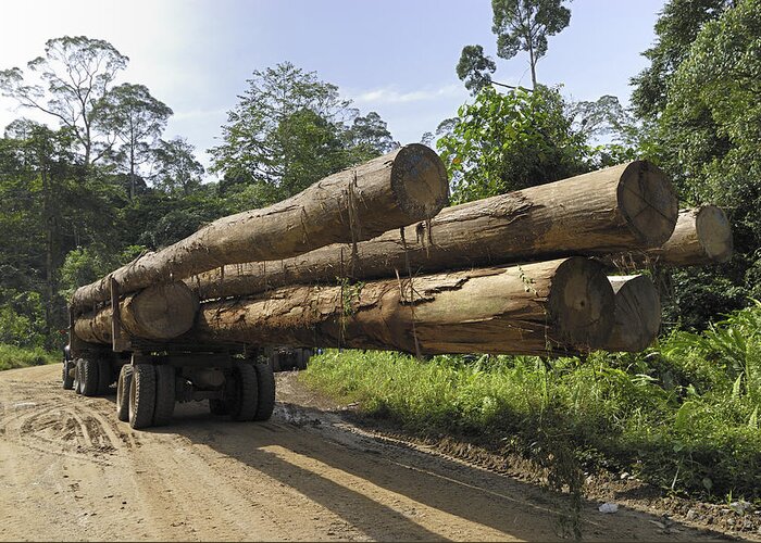 Mp Greeting Card featuring the photograph Truck With Timber From A Logging Area by Thomas Marent