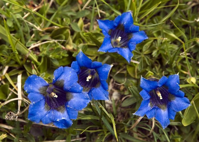 Trumpet Gentian Greeting Card featuring the photograph Trumpet Gentian (gentiana Dinarica) by Paul Harcourt Davies