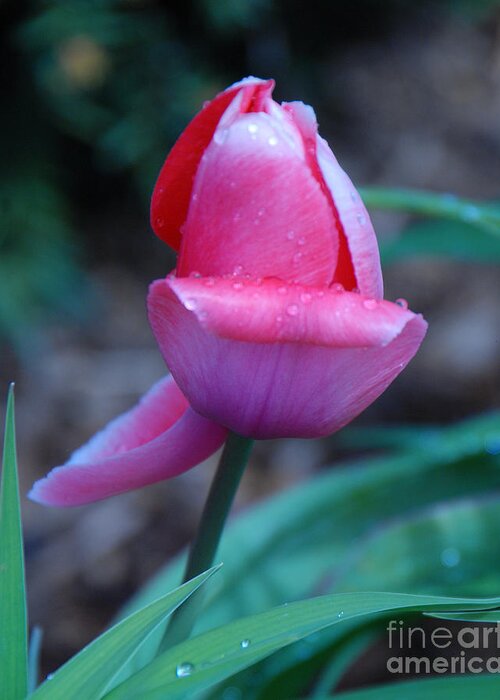 Tulip Greeting Card featuring the photograph Tulip After the Rain by Grace Grogan