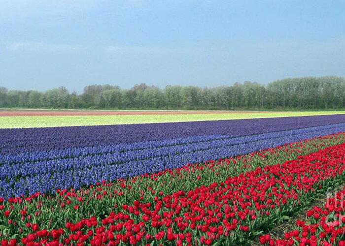 Tulip Fields Greeting Card featuring the photograph Tulip and Hyacinth Fields in Holland. Panorama by Ausra Huntington nee Paulauskaite