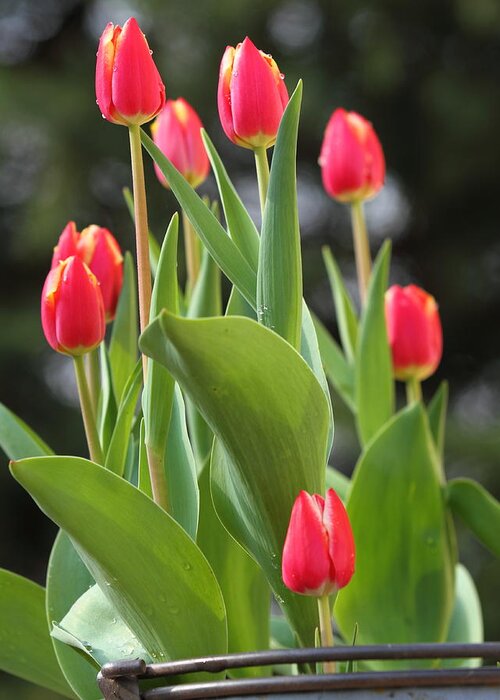 Tulips Greeting Card featuring the photograph Tulip Bucket by Coby Cooper