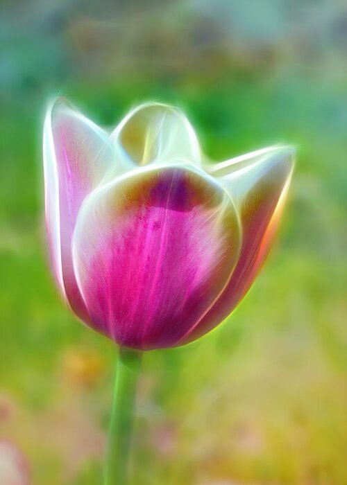 Tulip Greeting Card featuring the photograph Tulip Exaltation by Bill and Linda Tiepelman