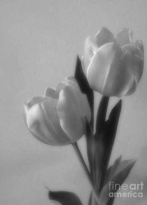Artoffoxvox Greeting Card featuring the photograph Tulip Soft Focus Photograph by Kristen Fox