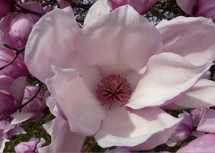 Flower Greeting Card featuring the photograph Tulip tree Flower by Jeanette Oberholtzer