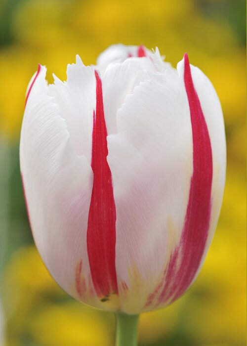 Tulip Greeting Card featuring the photograph Tulip white and red by Matthias Hauser