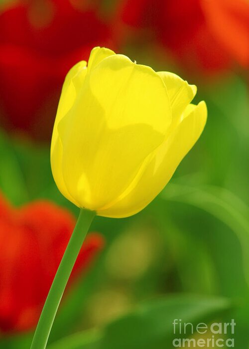 Tulip Greeting Card featuring the photograph Tulipan Amarillo by Francisco Pulido