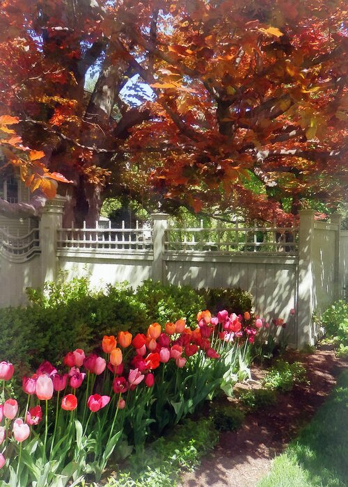 Tulip Greeting Card featuring the photograph Tulips by Dappled Fence by Susan Savad