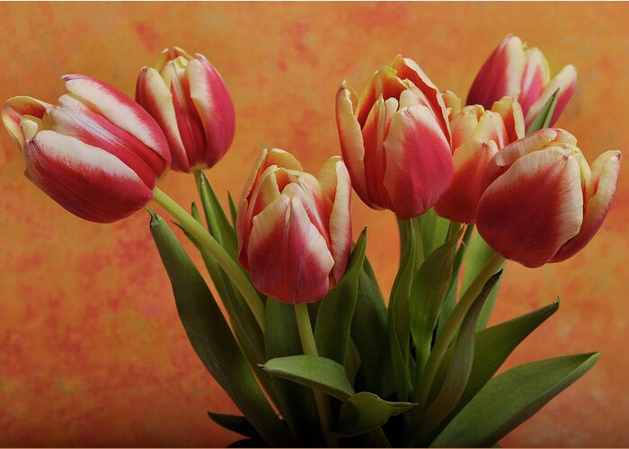 Tulips Greeting Card featuring the photograph Tulips by James Bethanis