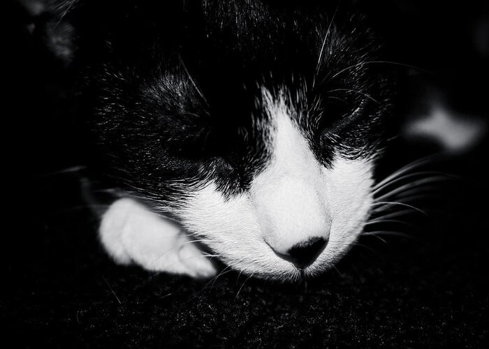 Kitten Greeting Card featuring the photograph Tuxedo Kitten by Maggy Marsh