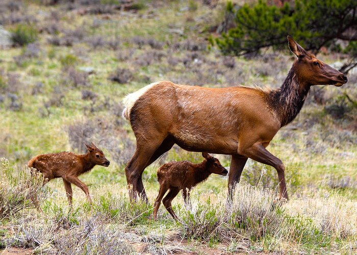 Elk Greeting Card featuring the photograph Twin Elk Calves by Shane Bechler