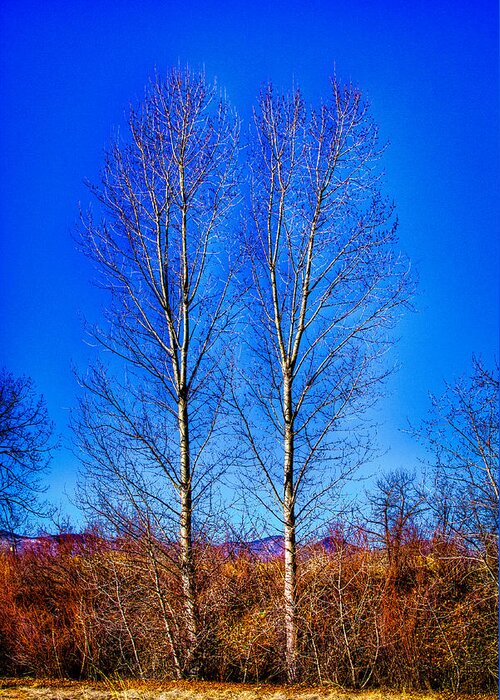 Denver Greeting Card featuring the photograph Twin Trees at South Platte Park by David Patterson