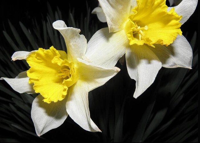 Daffodil Greeting Card featuring the photograph Twinnies by Kim Galluzzo