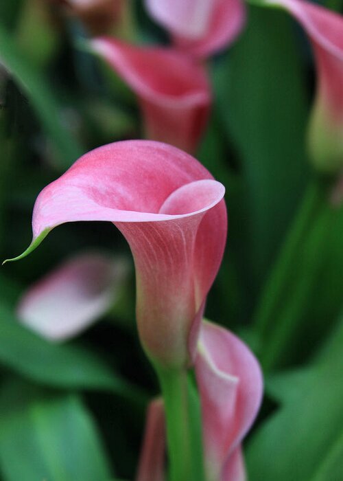 Calla Lily Greeting Card featuring the photograph Twirl by Tammy Espino