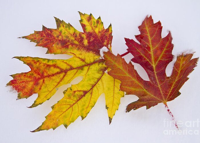 Snow Greeting Card featuring the photograph Two Autumn Maple Leaves by James BO Insogna