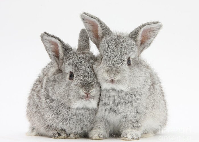 Nature Greeting Card featuring the photograph Two Baby Silver Rabbits by Mark Taylor