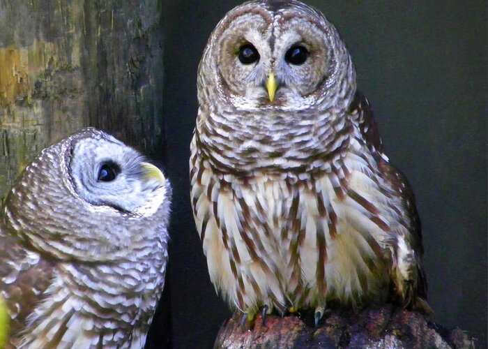 Nature Greeting Card featuring the photograph Two Little Owls by Judy Wanamaker