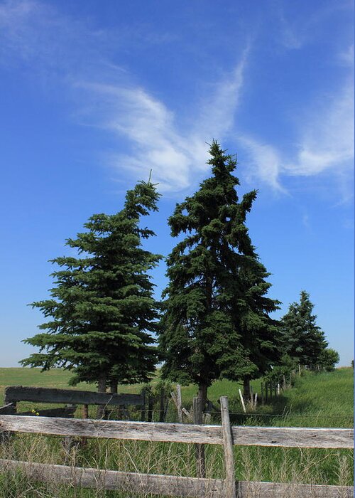 Trees Greeting Card featuring the photograph Two trees on the Alberta Prairies by Jim Sauchyn