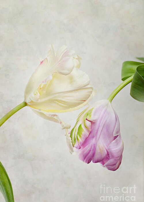 Tulip Greeting Card featuring the photograph Two Tulips by Nailia Schwarz