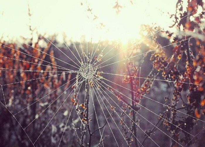 Web Greeting Card featuring the photograph Unfinished Job... #spiderweb #web by Linandara Linandara
