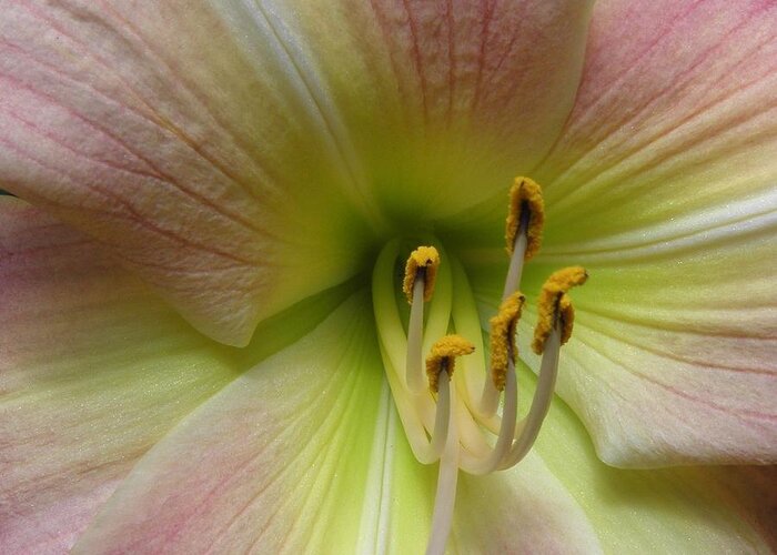 Lily Greeting Card featuring the photograph Up Close And Personal Beauty by Kim Galluzzo Wozniak