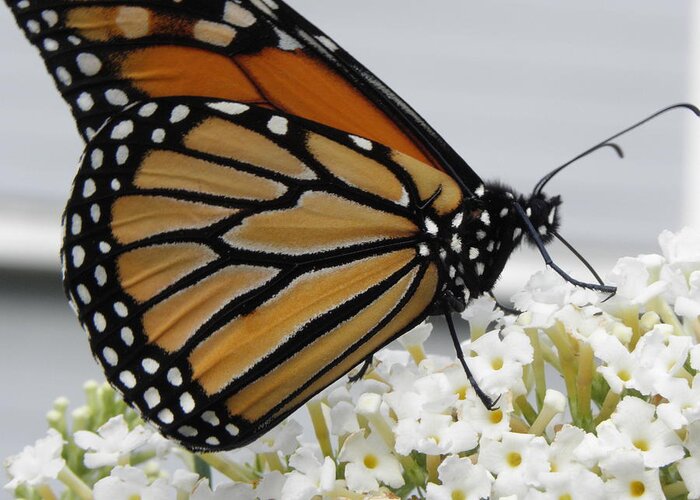 Monarch Greeting Card featuring the photograph Up Close And Personal by Kim Galluzzo Wozniak