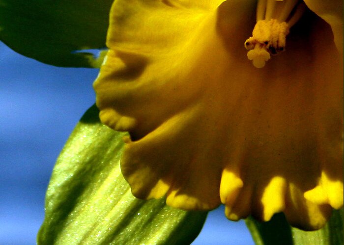 Daffodil Greeting Card featuring the photograph Up Close by Karen Harrison Brown