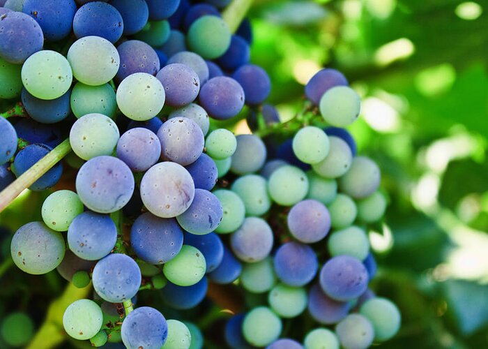Veraison Greeting Card featuring the photograph Veraison by Randy Wehner